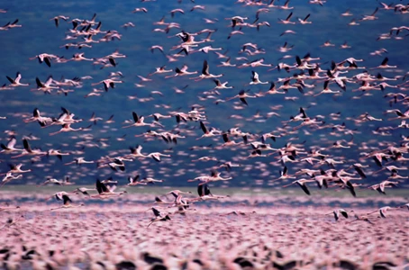 The Crimson Wing: Mystery of the Flamingos