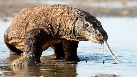 Planet Earth II 