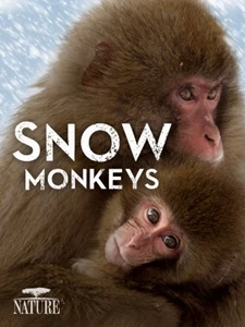 Snow Monkeys 