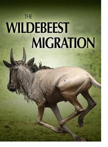 The Wildebeest Migration (2013)